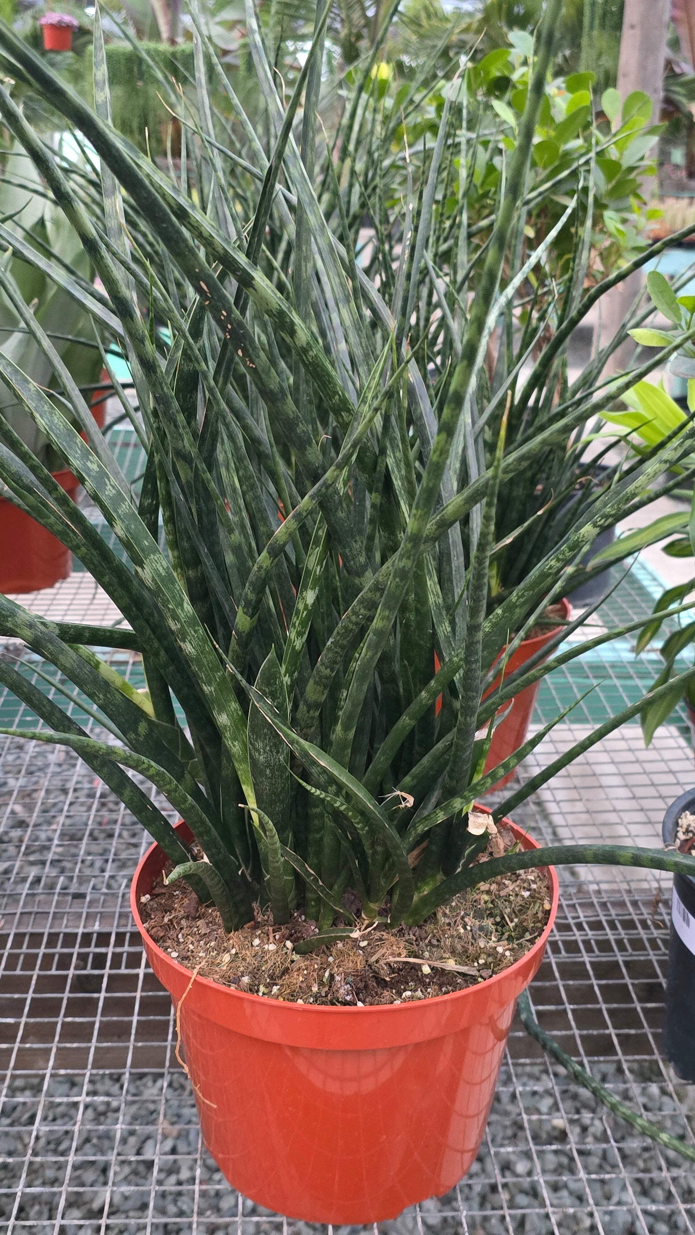 palm tree plant pot Kentia Palm 14