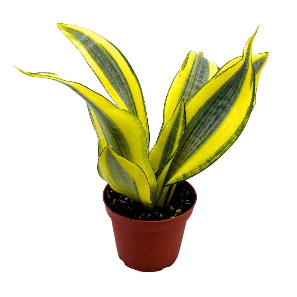 Sansevieria Gold Dust 4 inch Rare Dracaena trifasciata Hybrid Snake
