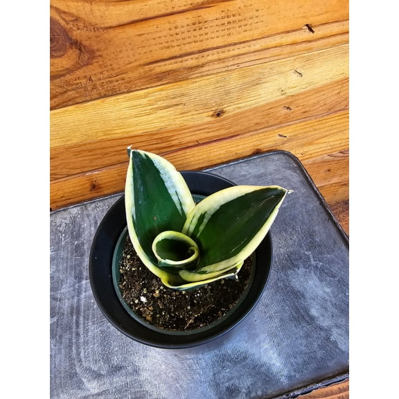 Sansevieria Jade Pagoda Hahnii, 4" Plant, The Plant Farm
