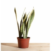 Sansevieria Laurentii 'Snake Plant' House Plant in 6" Grow Pot