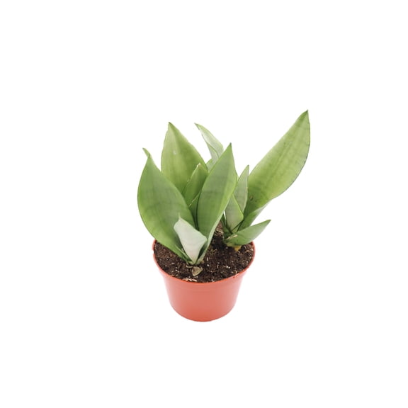Sansevieria Moonshine (Trifasciata) - 6'' from California Tropicals