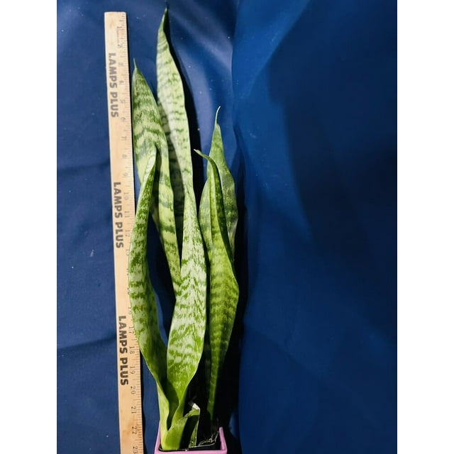 Sansevieria Trifasciata Snake Plant Mother-In-Law Tongue Rooted Mature ...