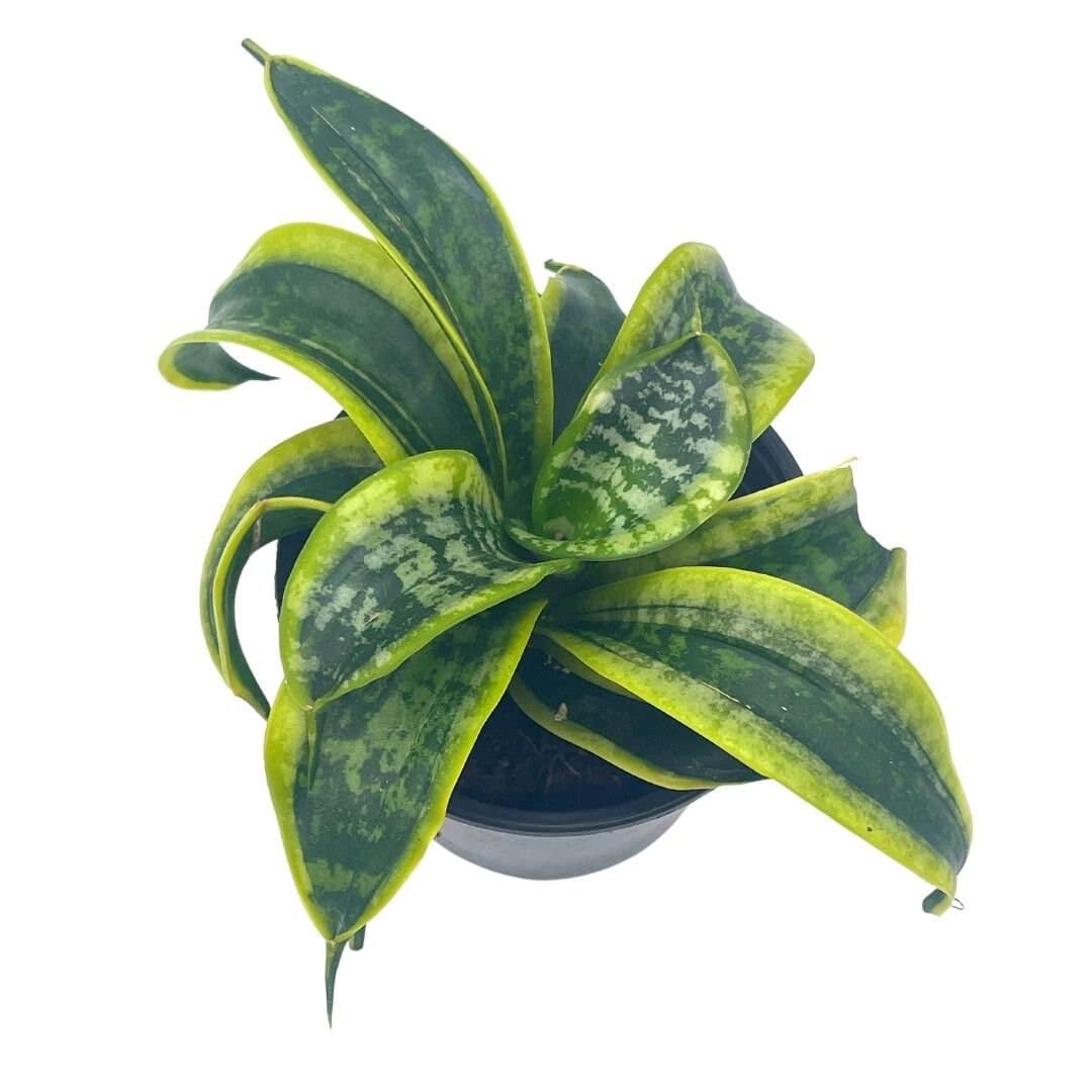 Sansevieria Twist, trifasciata, Twisted Sister, Rare Variegated Snake Plant  in 4 inch Pot - Walmart Business Supplies