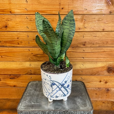 Sansevieria Zeylanica, 6" Plant, The Plant Farm