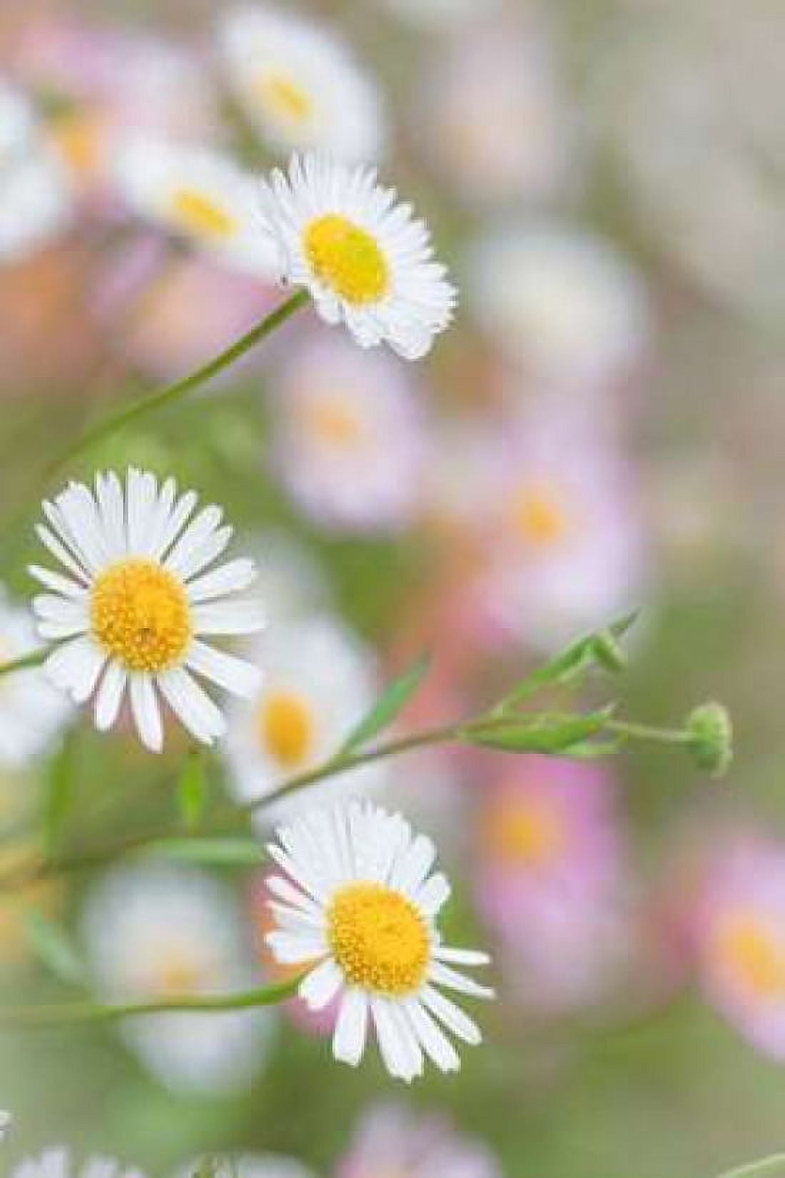 Santa Barbara Daisies I Canvas Art - Kathy Mahan (12 x 18)