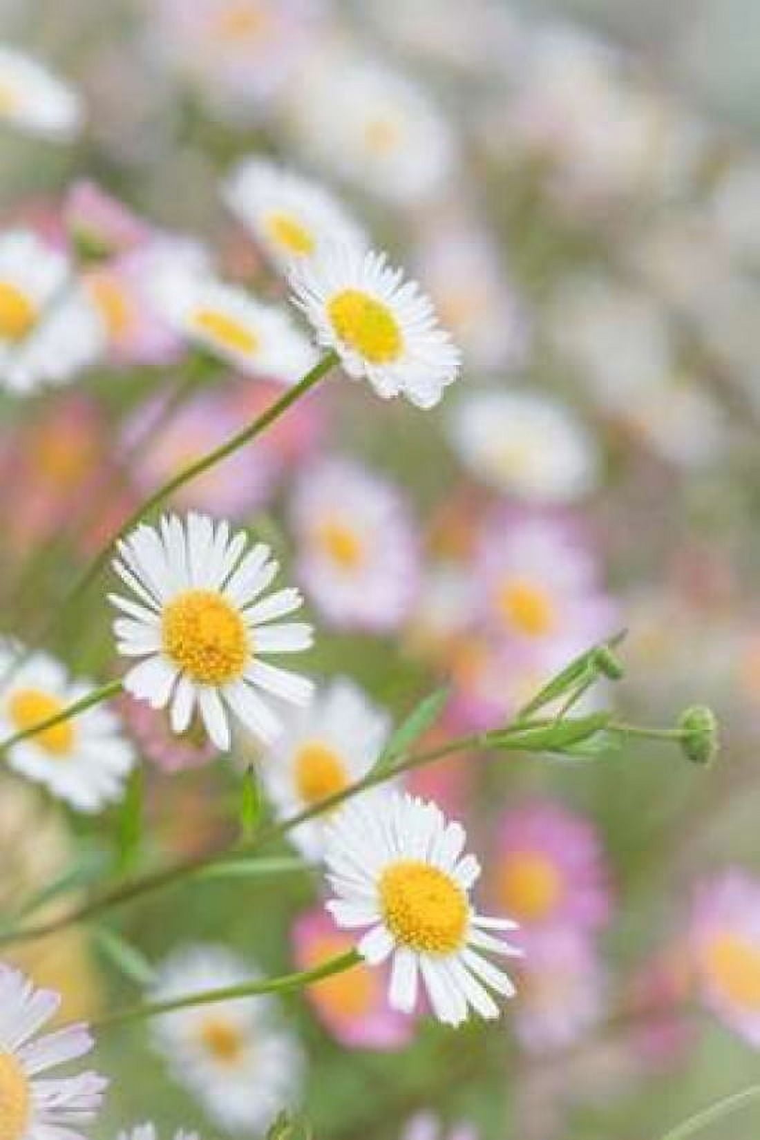 Santa Barbara Daisies II Canvas Art - Kathy Mahan (12 x 18)
