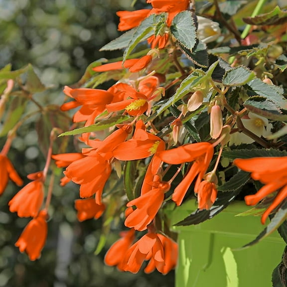 Santa Cruz Begonia Flower Bulb - Fiery Red Blooms All Summer Long - Great for Hanging Baskets & Patios - Grows Well in Containers - Deer Resistant