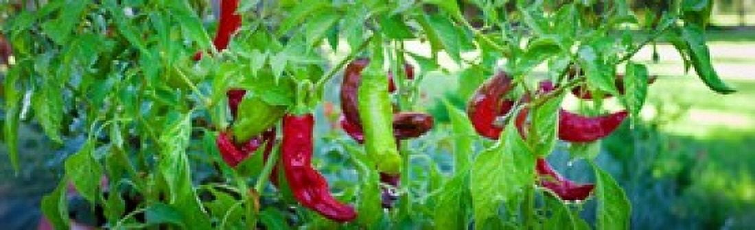Santa Fe Grande Hot Peppers on bush Canvas Art - Panoramic Images (15 x 5)