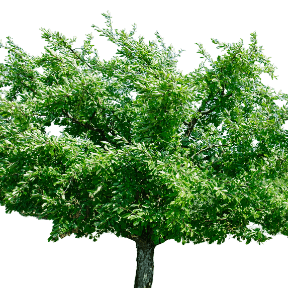 Santa Rosa Plum Tree – Sweet, Juicy, and Aromatic Fruit Tree for Home Gardens