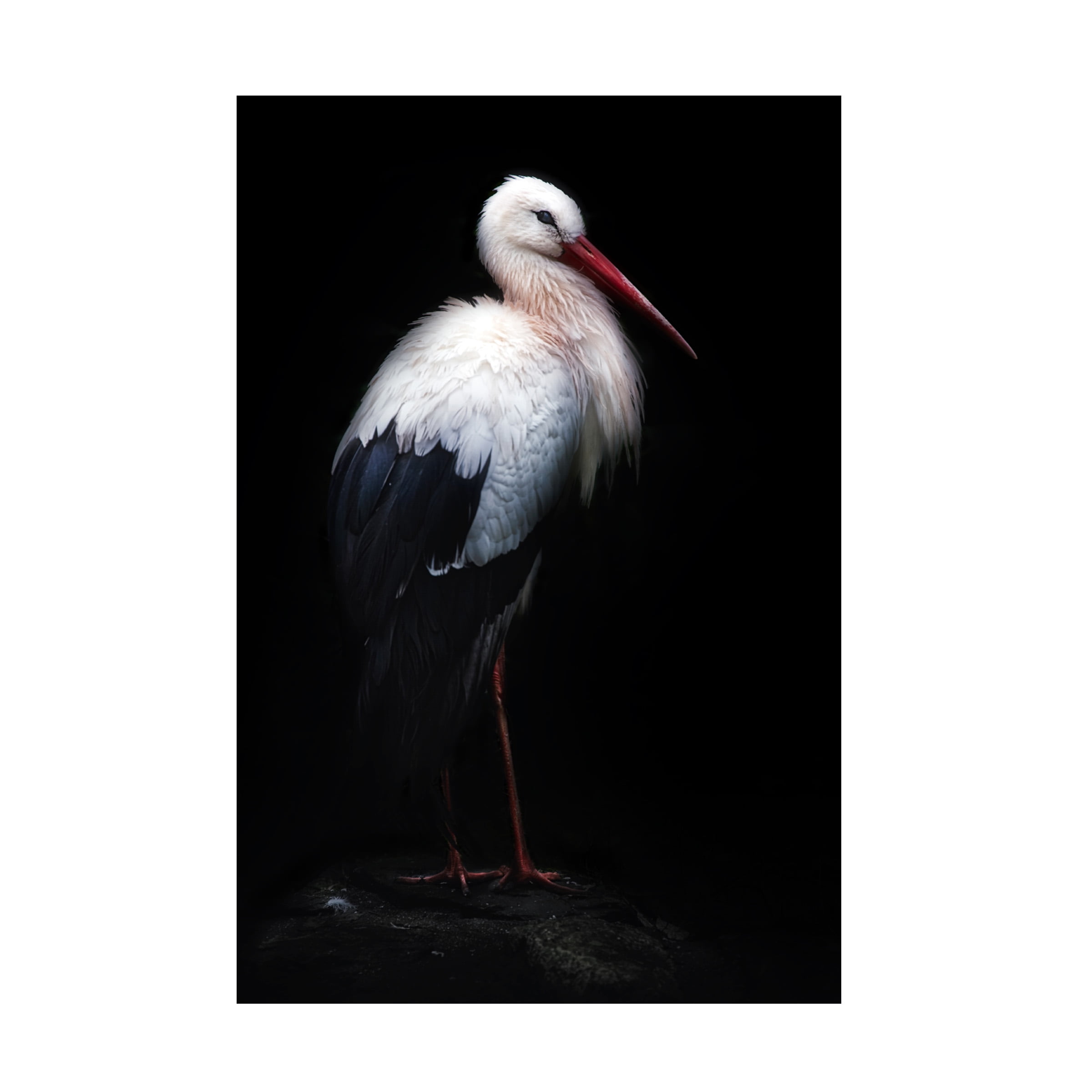 Santiago Pascual Buye White Stork Portrait Canvas Art Print