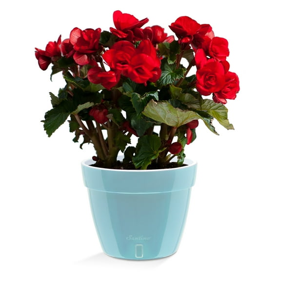 🪴 Santino ASTI 7.1 Inch Self Watering Planter MENTHOL/WHITE for Indoor Plants - Modern Plastic Pot w/ Water level Indicator for All House Herbs, Plants, African Violets and Dahlias