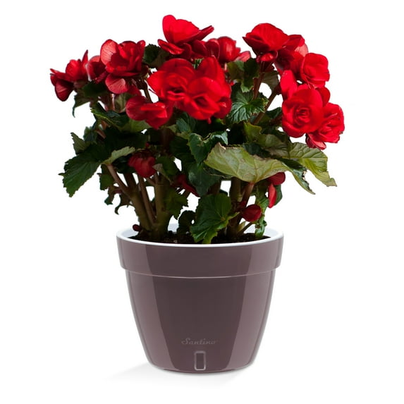 🪴 Santino ASTI 7.1 Inch Self Watering Planter SHADE/WHITE for Indoor Plants - Modern Plastic Planter Pot w/ Water level Indicator for All House Herbs, Plants, African Violets and Dahlias