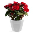 thumbnail image 1 of 🪴 Santino ASTI 7.9 Inch Self Watering Planter GREY/WHITE for Indoor Plants - Modern Plastic Planter Pot w/ Water level Indicator for All House Herbs, Plants, African Violets and Dahlias, 1 of 8