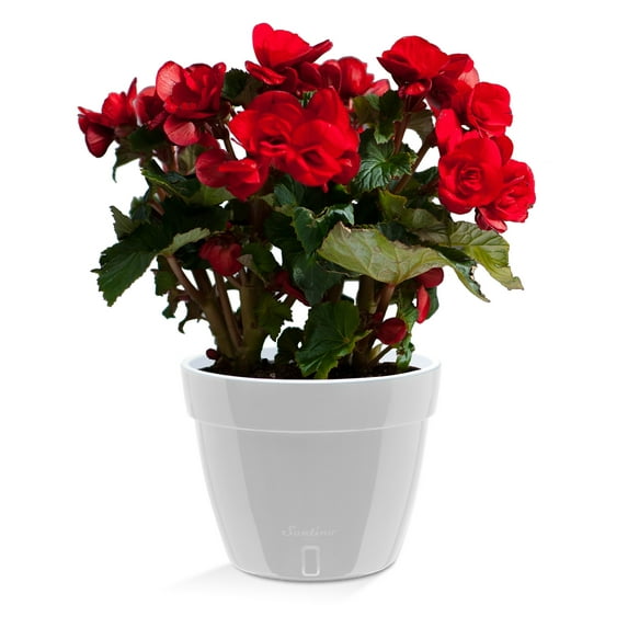 🪴 Santino ASTI 7.9 Inch Self Watering Planter GREY/WHITE for Indoor Plants - Modern Plastic Planter Pot w/ Water level Indicator for All House Herbs, Plants, African Violets and Dahlias