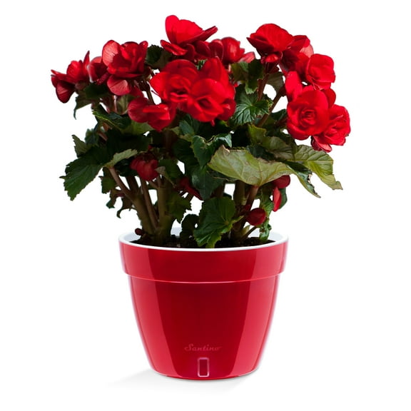 🪴 Santino ASTI 7.9 Inch Self Watering Planter RED-PEARL/WHITE for Indoor Plants - Modern Plastic Pot w/ Water level Indicator for All House Herbs, Plants, African Violets and Dahlias