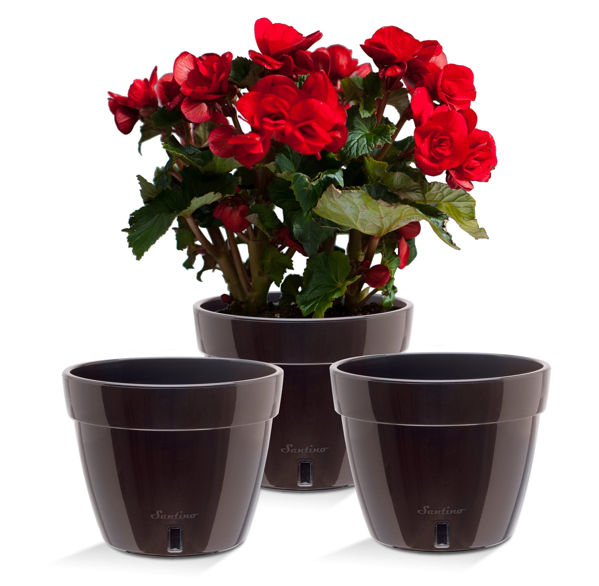 Phoenix Vine 6.5-Inch Wall Mounted Self-Watering Planter – Set Of 3, Black, For Indoor Plants & Herbs