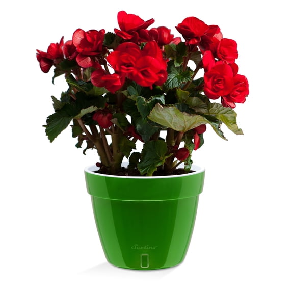 🪴 Santino ASTI 9.2 Inch Self Watering Planter GREEN-GOLD/WHITE for Indoor Plants - Modern Plastic Pot w/ Water level Indicator for All House Herbs, Plants, African Violets and Dahlias
