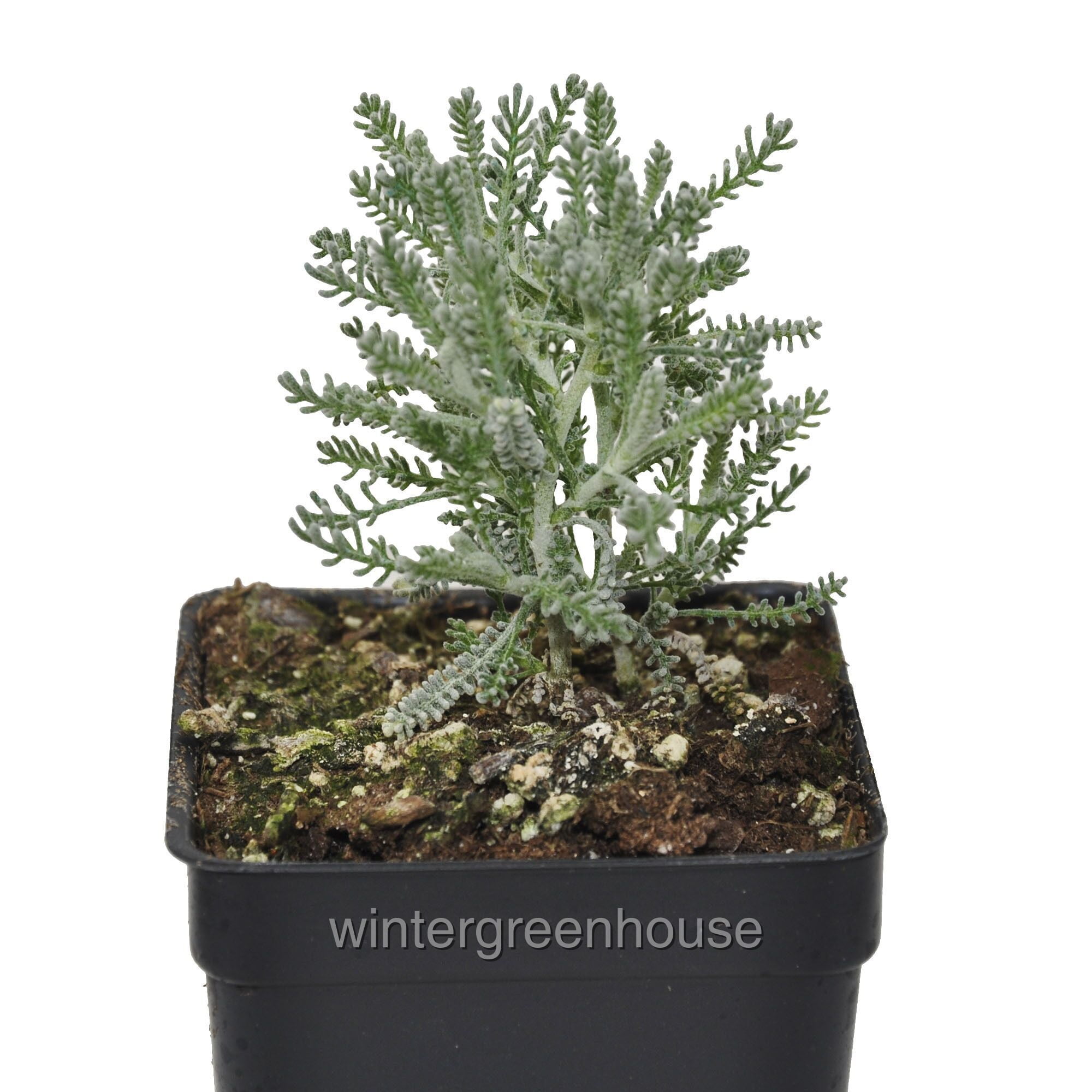 Santolina Incana, Lavender Cotton - Pot Size: 3" (2.6x3.5") - Colorful  Foliage, Fragrant Plants - Walmart.com