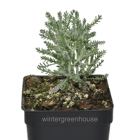 Santolina Incana, Lavender Cotton - Pot Size: 3" (2.6x3.5") - Colorful Foliage, Fragrant Plants