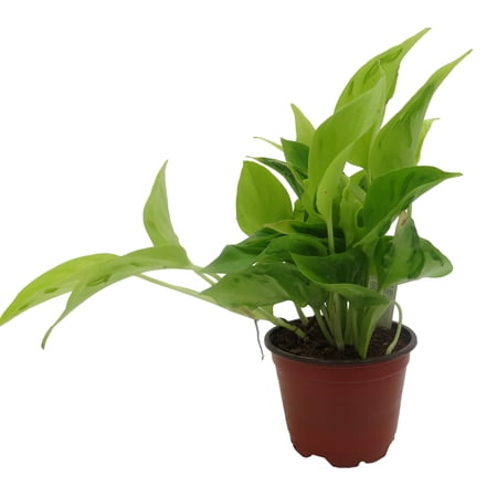 Sao Paulo Devil's Ivy - Pothos - 4" pot - Epipremnum