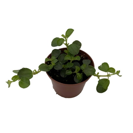 Sao Paulo Pilea depressa - 2.5" Pot -