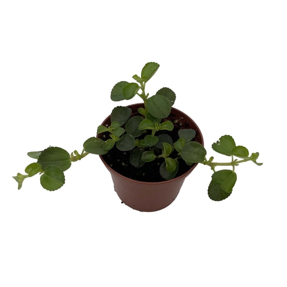 Sao Paulo Pilea depressa - 2.5" Pot -