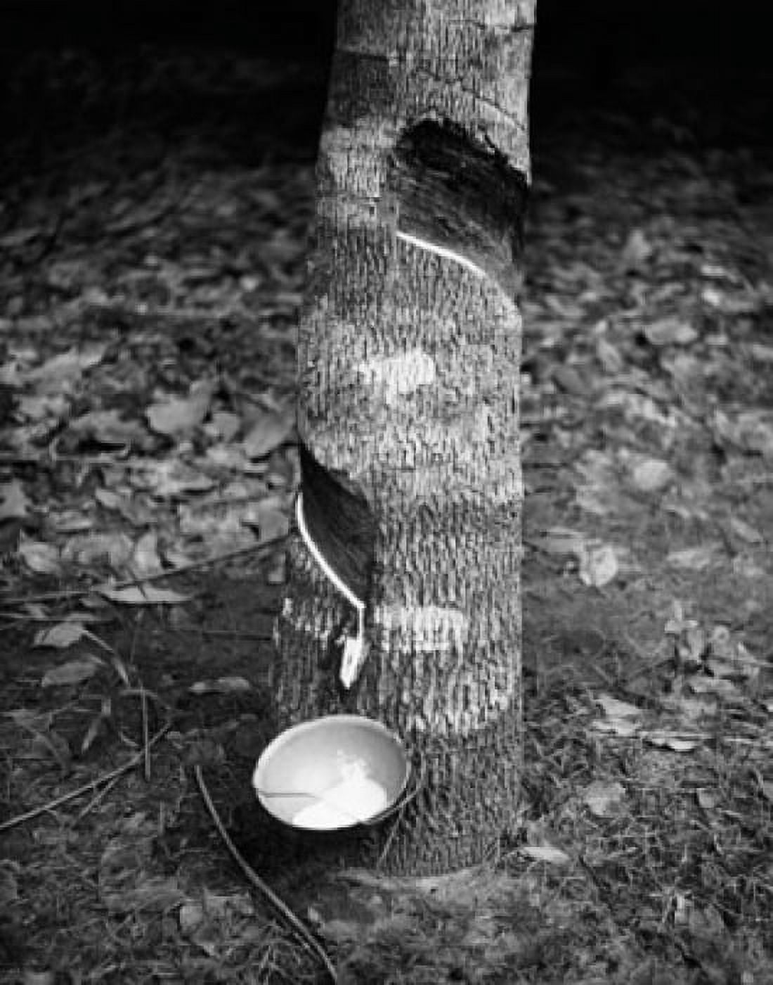 Sap being collected from a rubber tree Ivory Coast Canvas Art - (24 x 36)