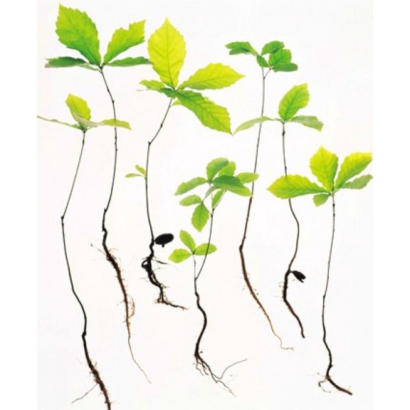 Saplings with Root on White Background Canvas Art - Panoramic Images (14 x 16)