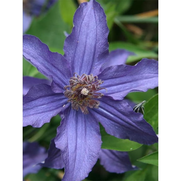 Sapphire Indigo Clematis Vine - Purple - 2.5" Pot