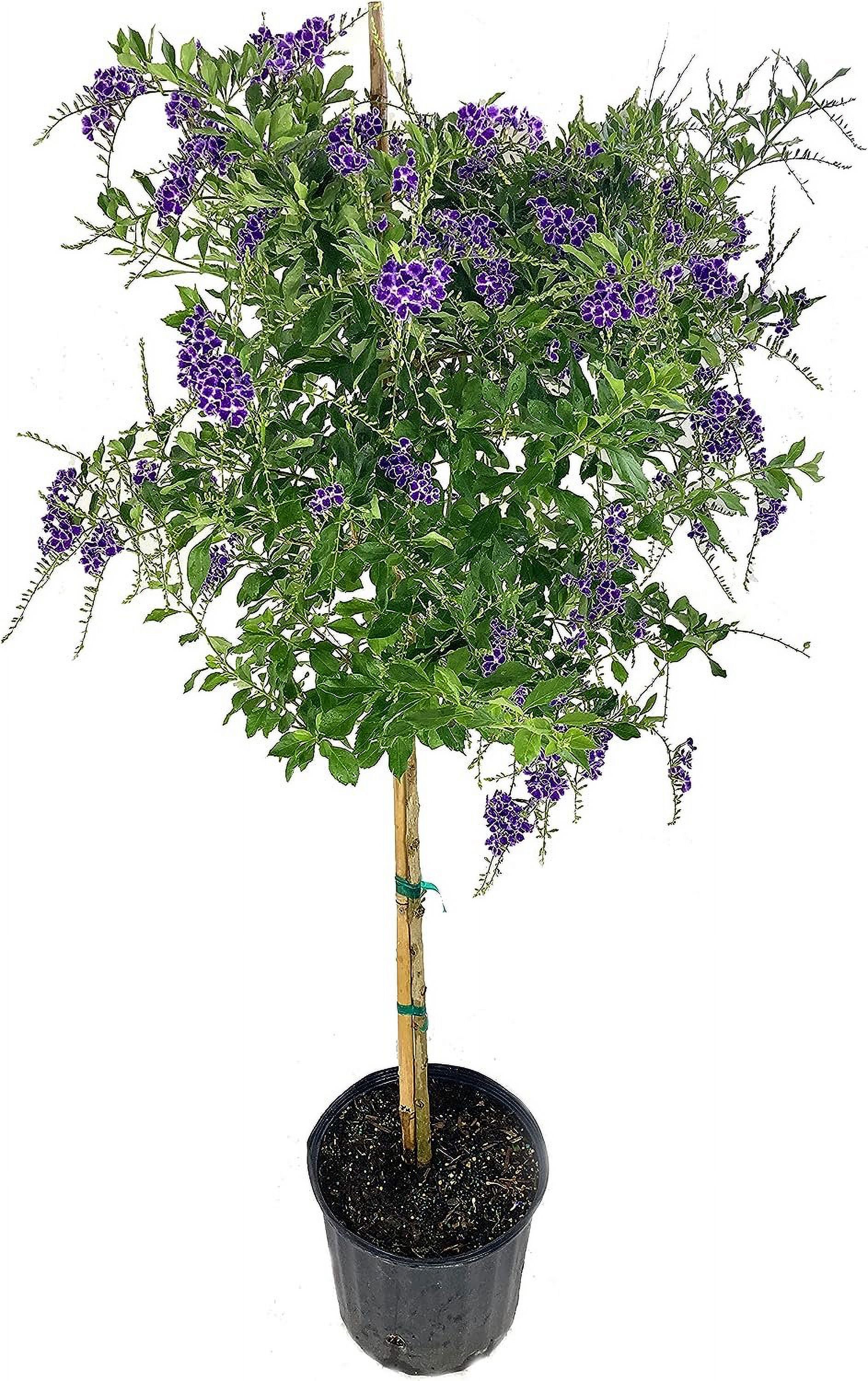 Sapphire Showers Duranta - Live Plant in a 10 Inch Pot - Duranta Erecta "Sapphire Showers" - Beautiful Flowering Butterfly Attracting Patio Plant - image 1 of 6