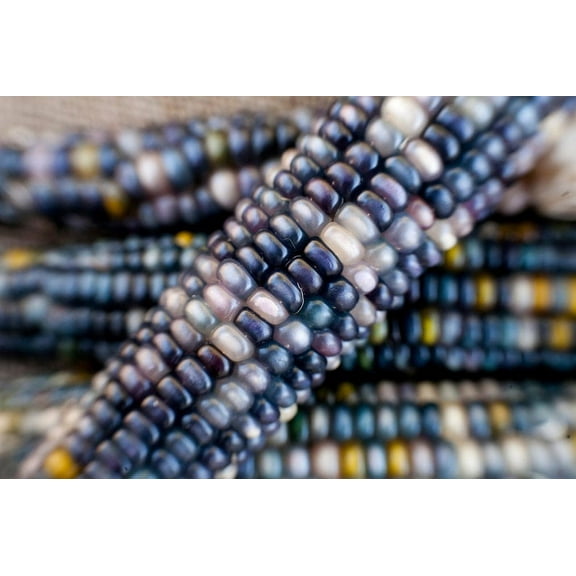 Sapphires and Pearls Glass Gem Cherokee Indian Corn Heirloom Premium Seeds Packet