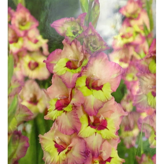 Sapporo Gladiolus 10 Bulbs - 12/14 cm - Pink and Yellow