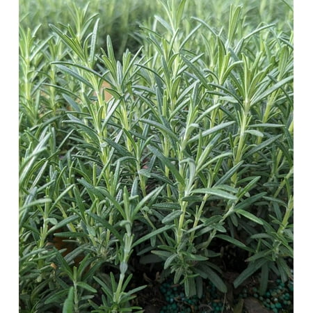 Sara's Superb Herbs - Rosmarinus officinalis 'Arp' (Rosemary) Herb, , 1 - Size Container