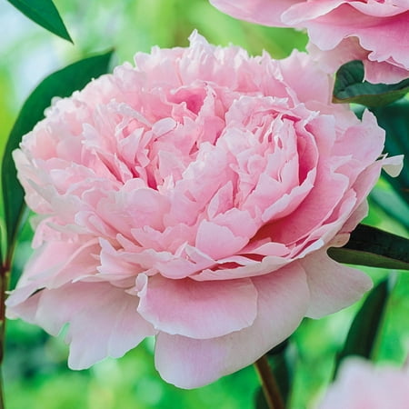 Sarah Bernhardt Peony Dormant Bare Root Perennial Plant, 1-Pack
