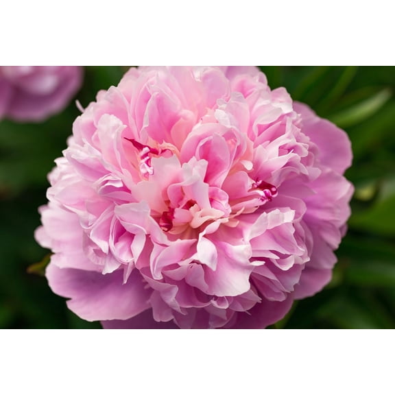 Sarah Bernhardt Peony Root for Planting Giant PinkPerennial Blooms with Show-Stopping Color- Great for Fall Planting