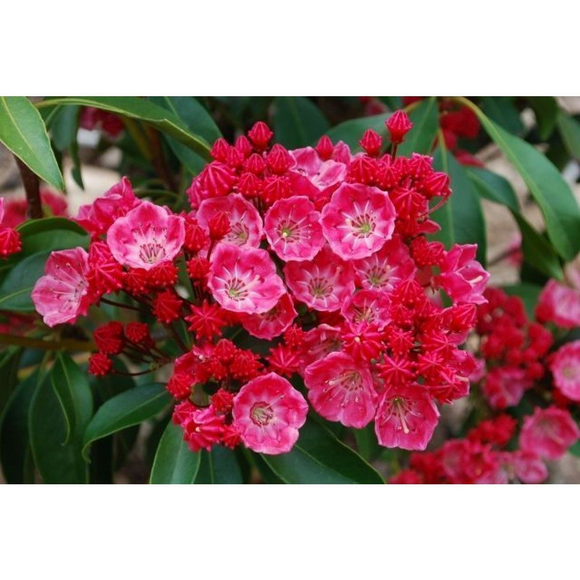 Sarah Dwarf Mountain Laurel - Kalmia - Very Hardy - 4" Pot