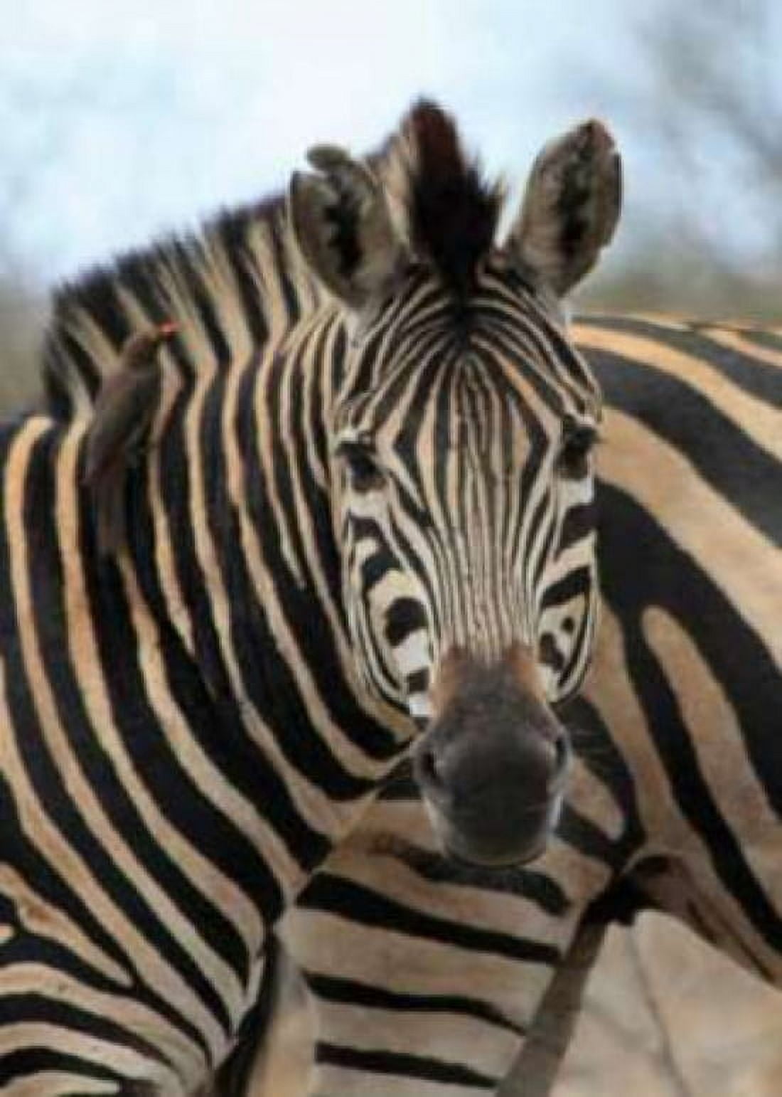 Sarari Zebra I Canvas Art - Dana Underdahl (20 x 28)