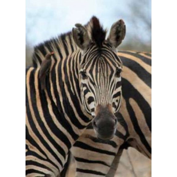 Sarari Zebra I Poster Print by Dana Underdahl