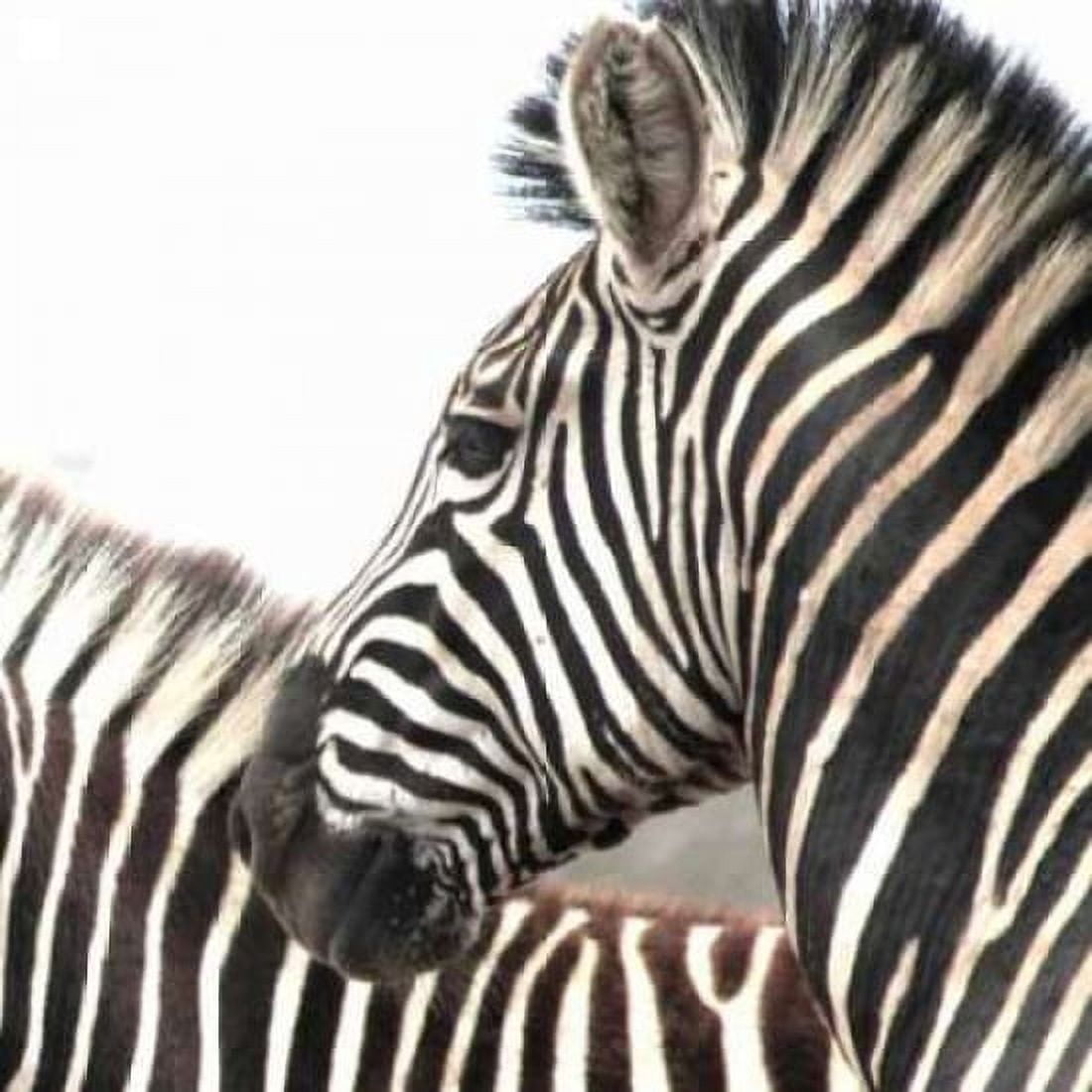 Sarari Zebra V Canvas Art - Dana Underdahl (24 x 24)