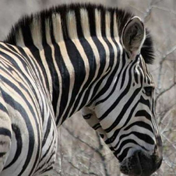 Sarari Zebra VI Poster Print by Dana Underdahl