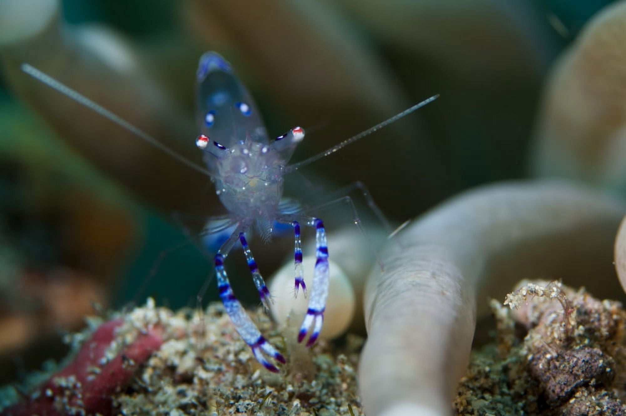 Sarasvati anemone shrimp Sulawesi Indonesia Canvas Art - Steve JonesStocktrek Images (35 x 23)