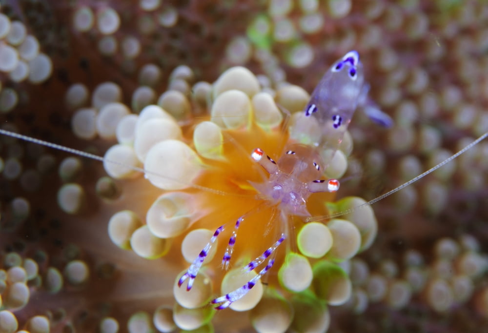 Sarasvati anemone shrimp on orange and green anemone Canvas Art - Steve JonesStocktrek Images (18 x 12)
