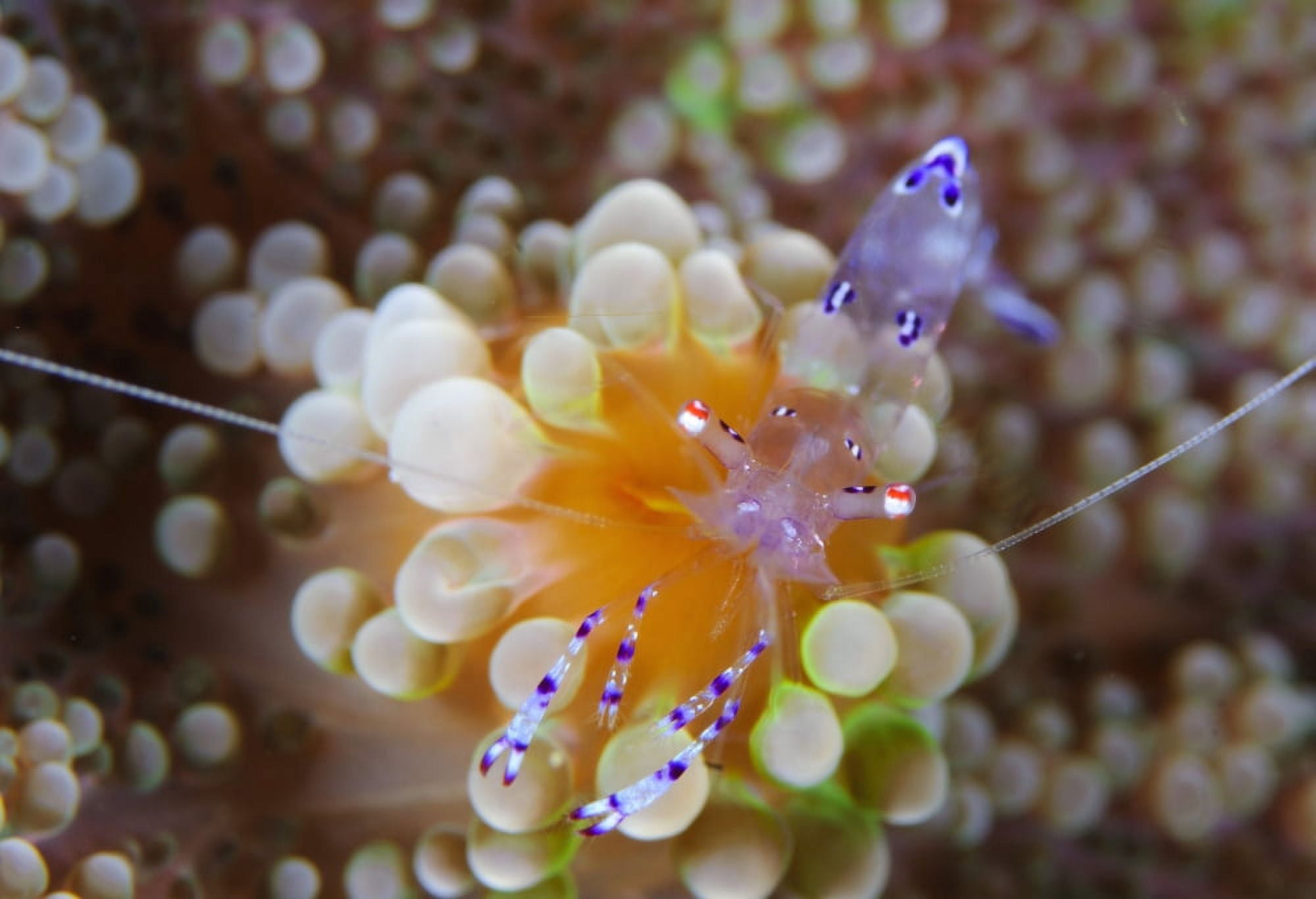 Sarasvati anemone shrimp on orange and green anemone Canvas Art - Steve JonesStocktrek Images (35 x 24)