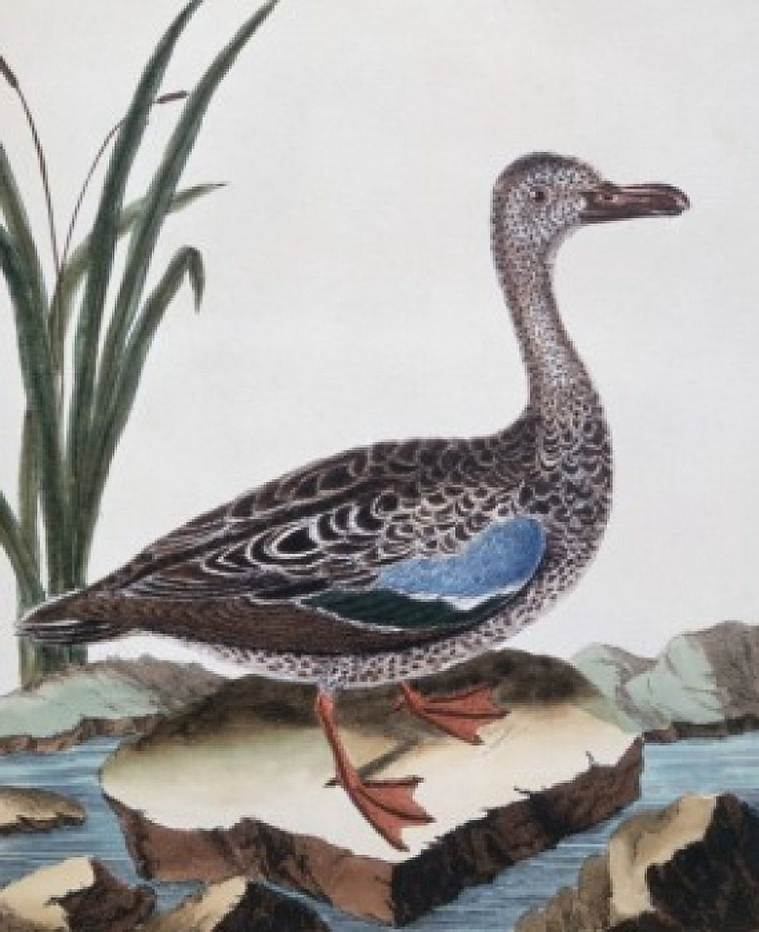 Sarcelle (duck) De Cayenne Georges-Louis LeClerc Buffon (1707-1788 French) Canvas Art - Georges-Louis LeClerc Buffon (24 x 36)