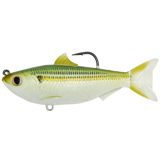 Sardine