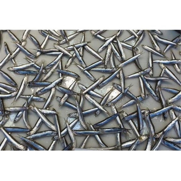 Sardines Laying Out On A Grey Surface - Malaga Province Andalusia Spain Poster Print by Ben Welsh, 19 x 12