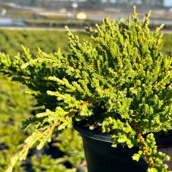 Sargent Green Juniper - Juniperus chinensis sargentii 'Viridis'