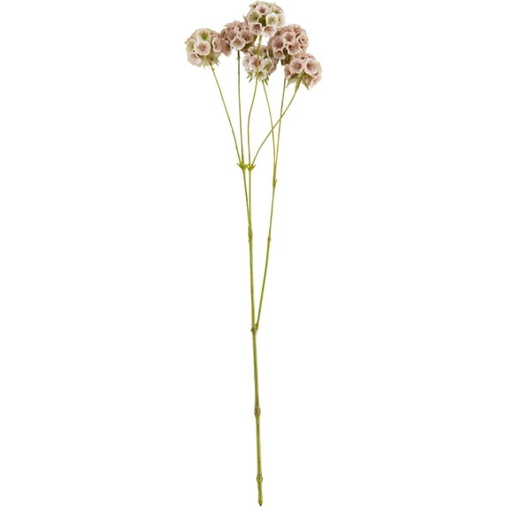Scabiosa Pods Floral Accent (Set of 12)