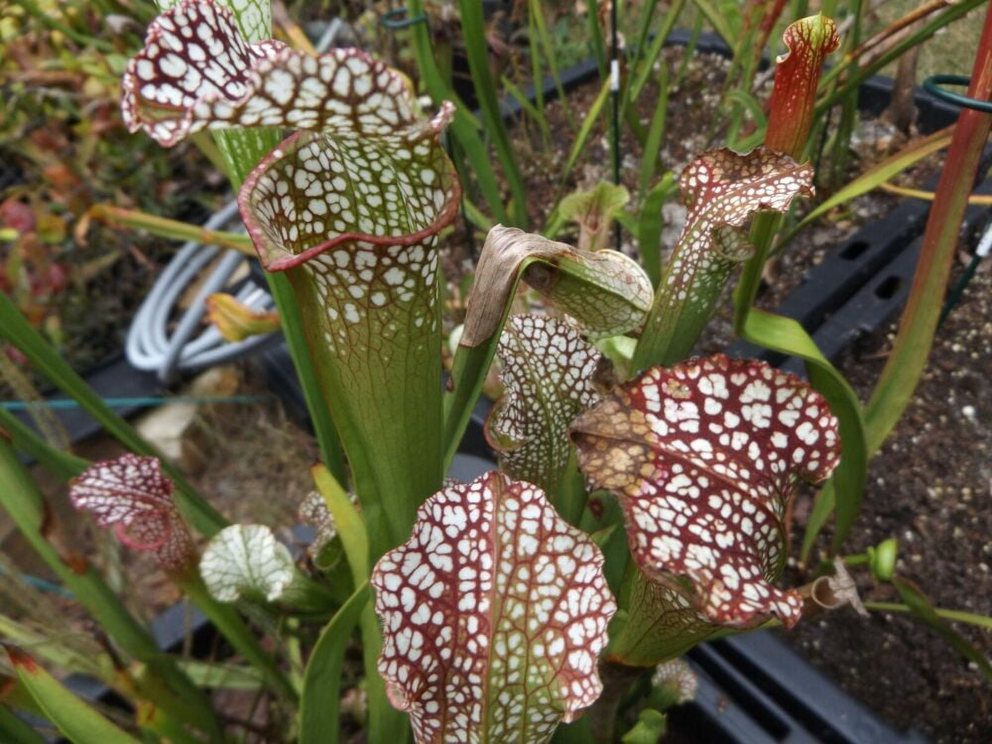 Sarracenia Leuco South Santa Rosa Co. live carnivorous plant