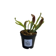 Sarracenia Maroon Carnivorous Pitcher Plant